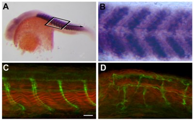 In situ hybridization